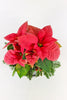 Lady Poinsettia