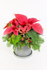 Lady Poinsettia