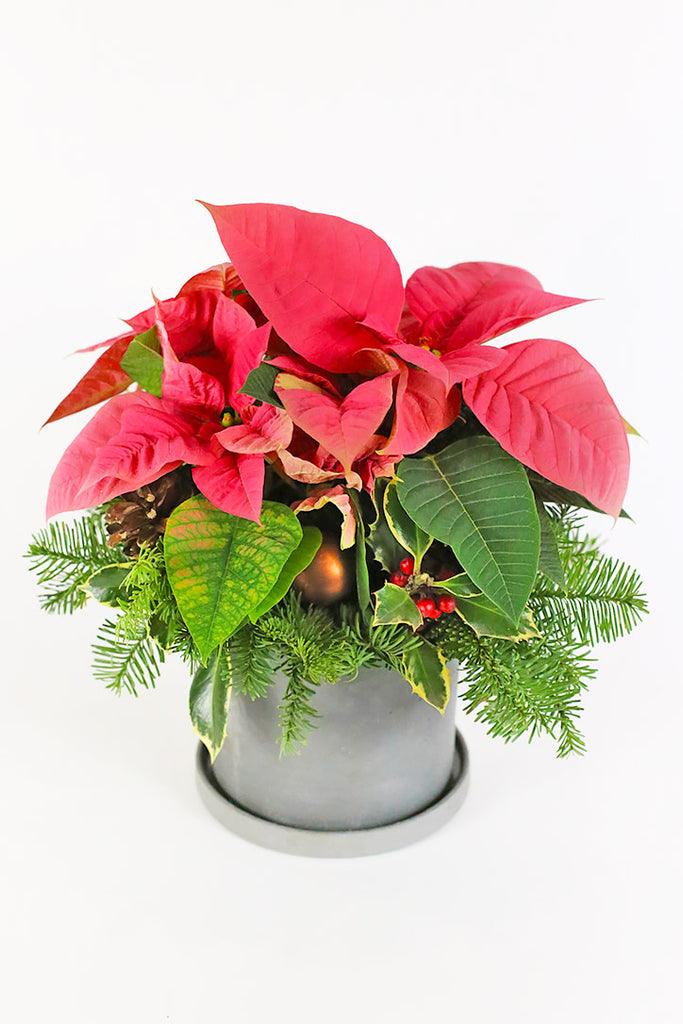 Lady Poinsettia