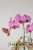 Laurel Canyon Orchids