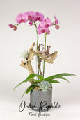 Laurel Canyon Orchids
