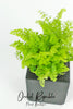 Maidenhair Fern(Adiantum)