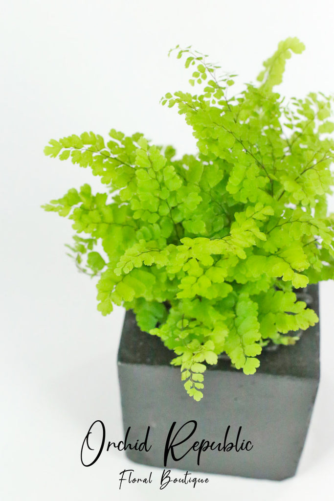 Maidenhair Fern(Adiantum)