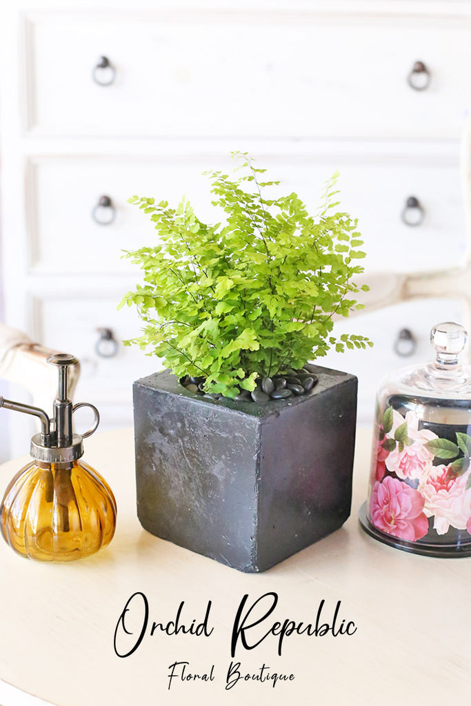 maidenhair indoor plant Maidenhair Fern(Adiantum) – Orchid Republic Floral Boutique