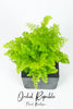 Maidenhair Fern(Adiantum)