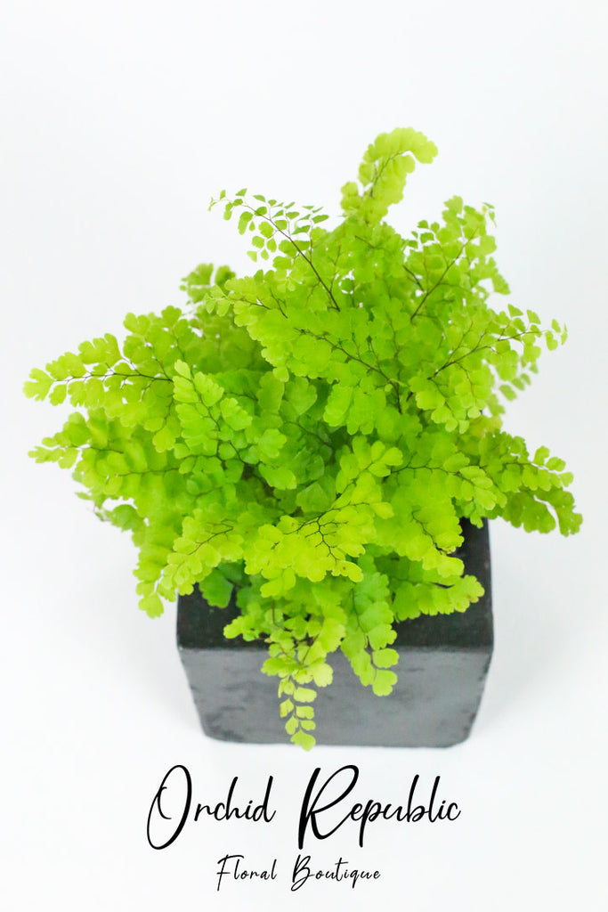 Maidenhair Fern(Adiantum)