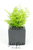 Maidenhair Fern(Adiantum)