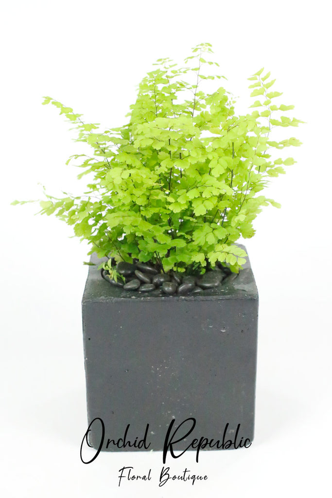 Maidenhair Fern(Adiantum)
