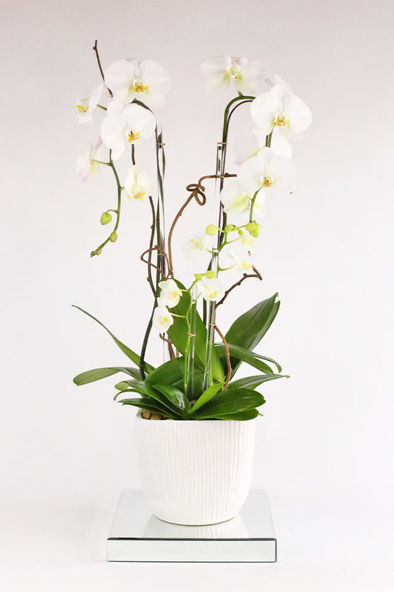Melrose Orchids