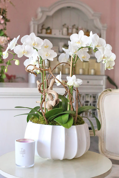 Moonlight White Orchids
