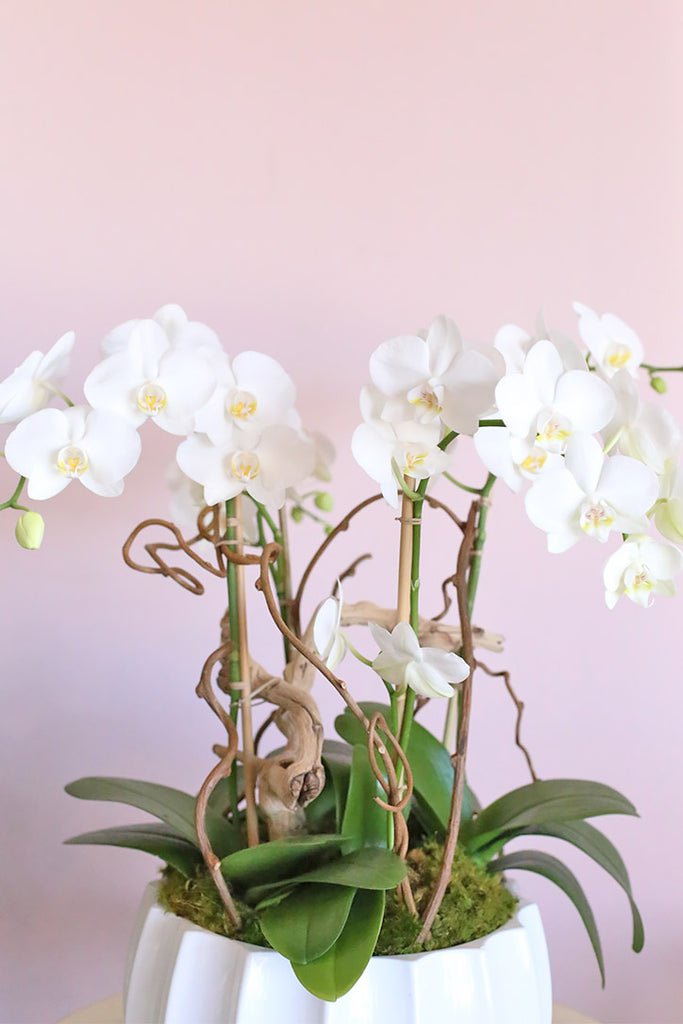 Moonlight White Orchids