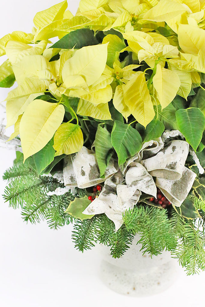 Morning Star Poinsettia