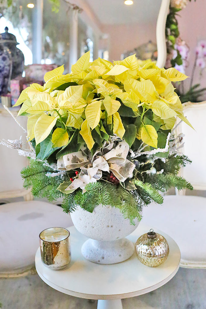 Morning Star Poinsettia