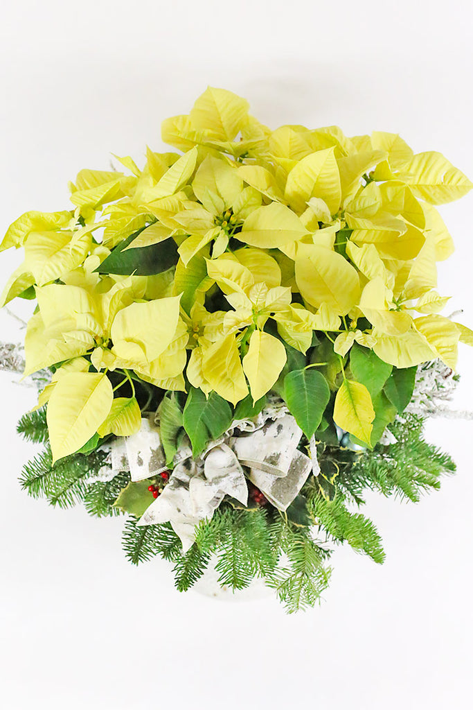 Morning Star Poinsettia