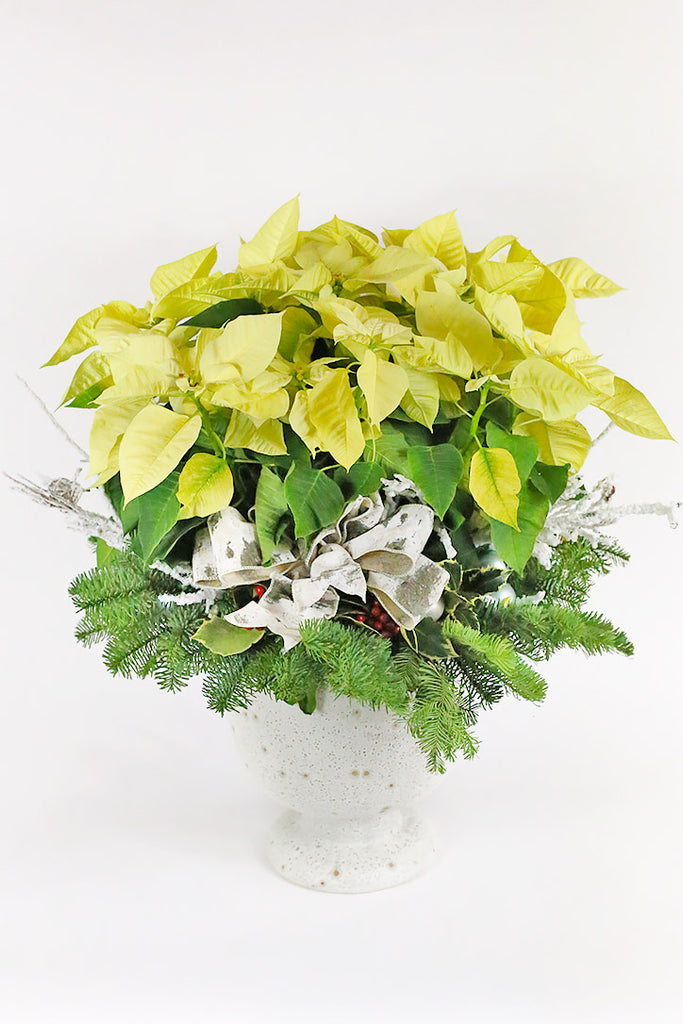 Morning Star Poinsettia