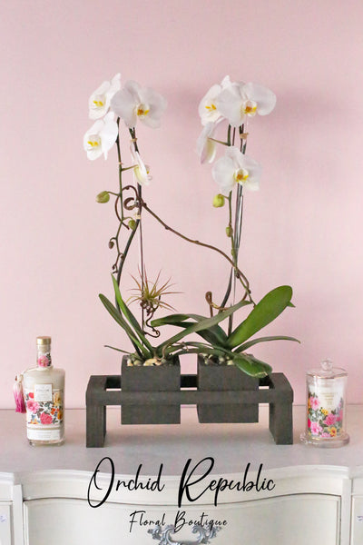 Mother's Orchid Duo