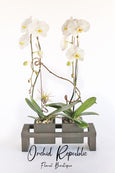 Mother's Orchid Duo