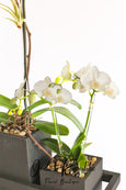 Mother's Orchid Trio