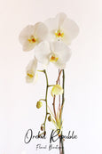 Mother's Orchid Trio