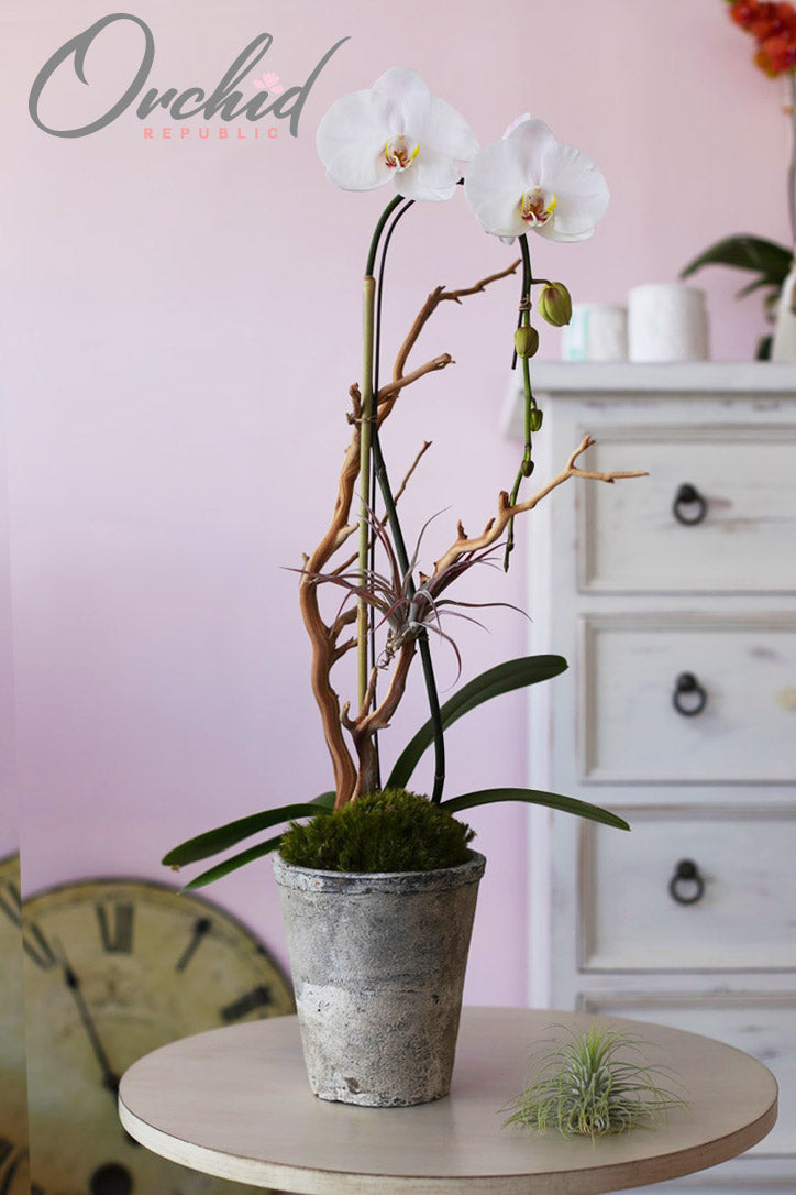 My Hermosa – Orchid Republic Floral Boutique