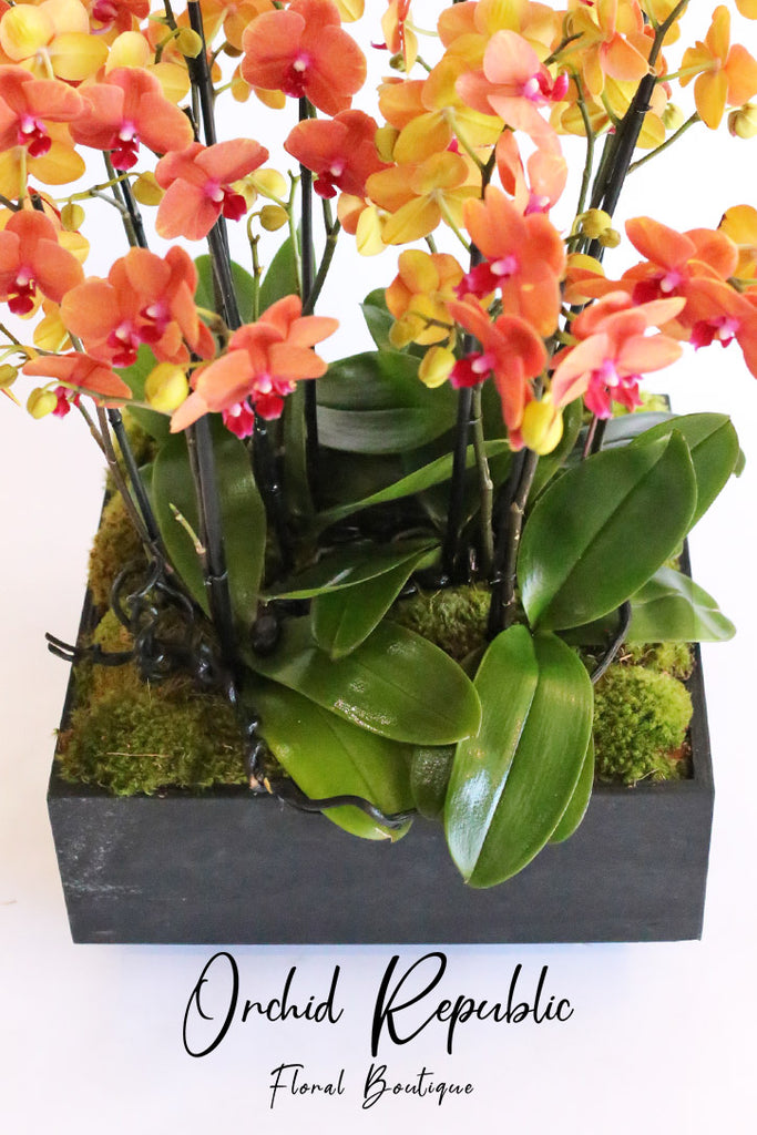 Orange Odyssey Orchids