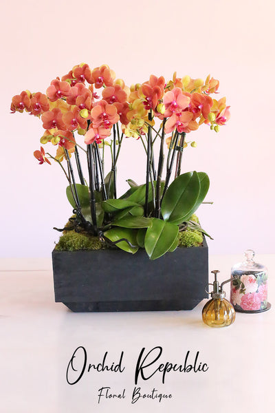 Orange Odyssey Orchids