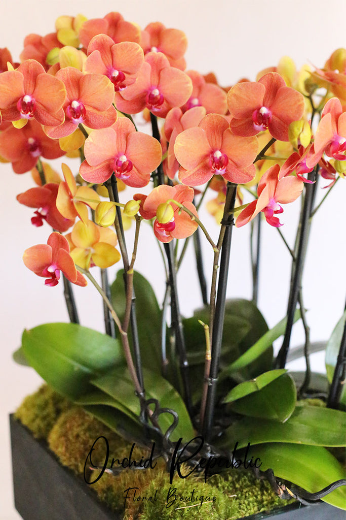 Orange Odyssey Orchids