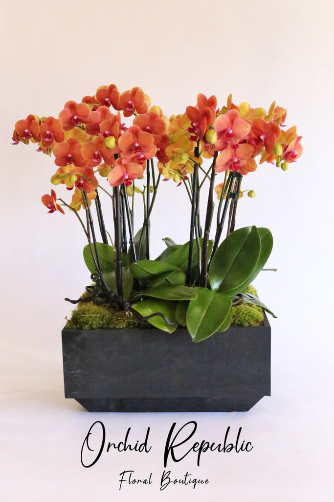Orange Odyssey Orchids