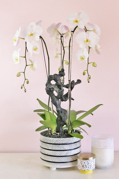 Orchids and Stripes