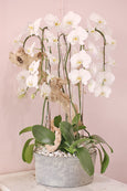 Orchids Supreme
