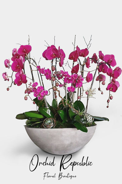 Hello Pasadena Orchids