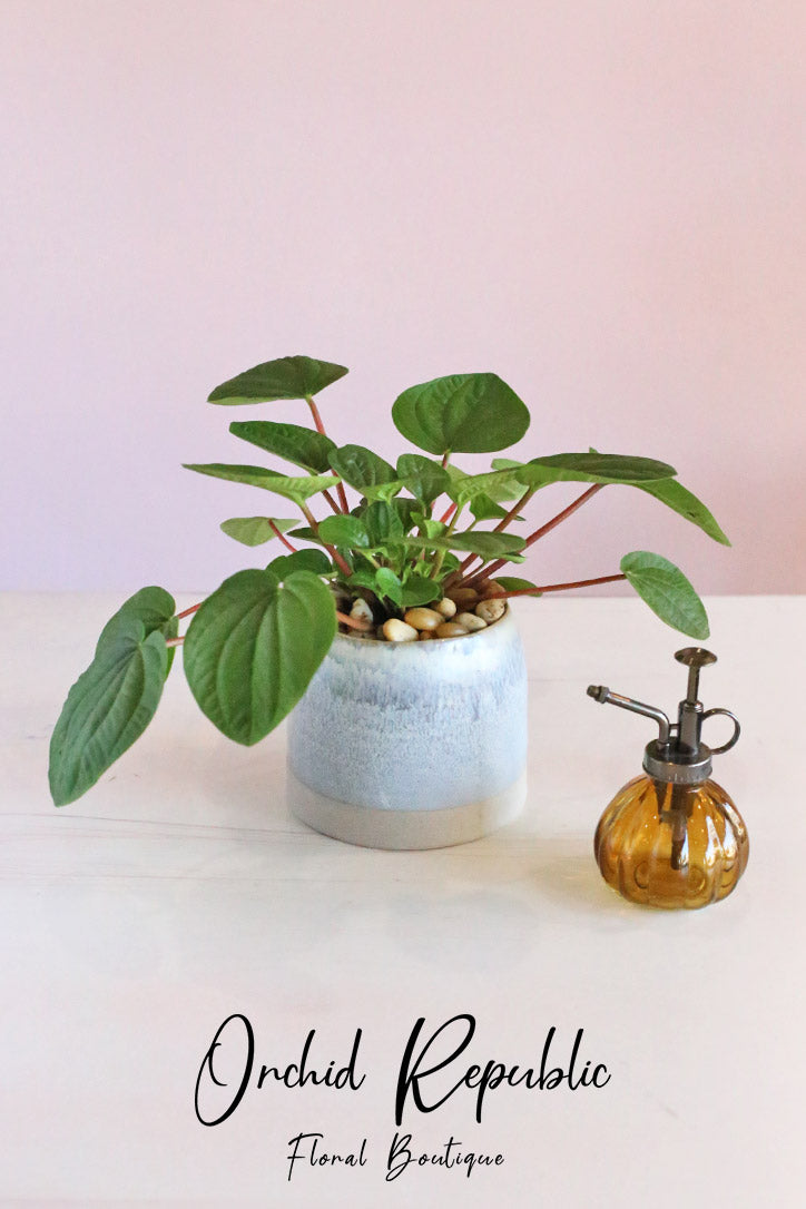 Pepperomania Rana Verde