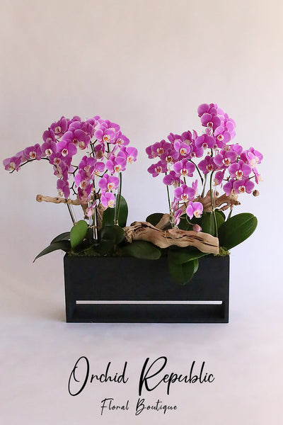 Pink Persephone Orchids