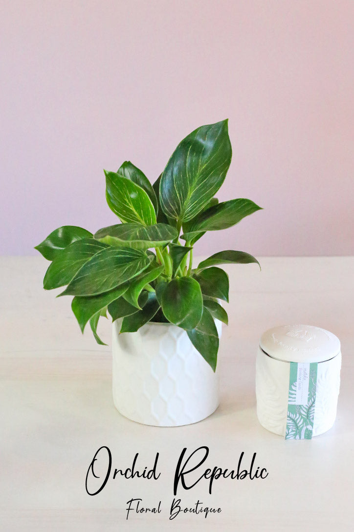 philodendron ceramic pot Philodendron Birkin – Orchid Republic Floral Boutique