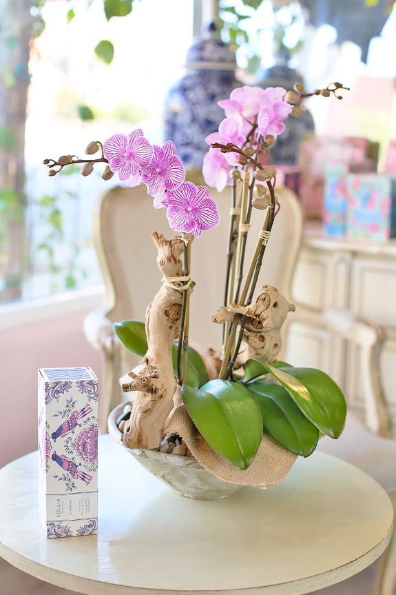 Pink Orchid Paradise