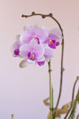 Pink Orchid Duo