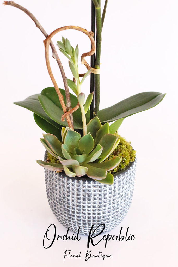 Pink Serenity Orchids