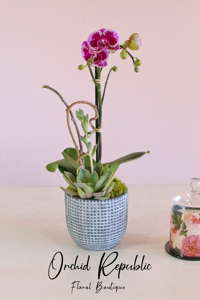 Pink Serenity Orchids