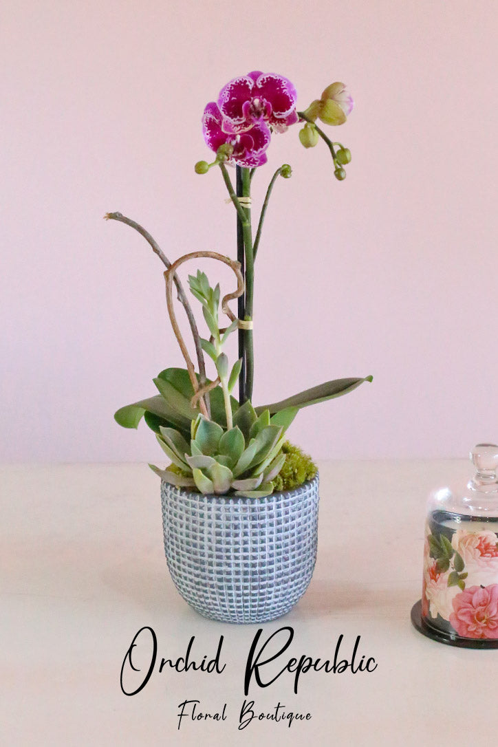 Pink Serenity Orchids