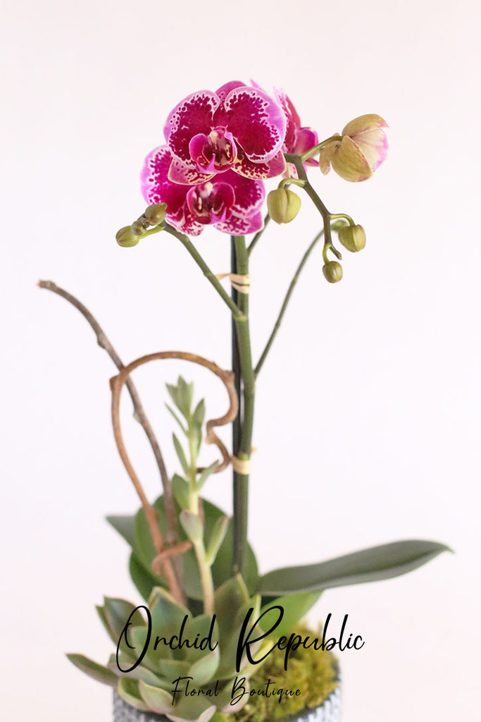 Pink Serenity Orchids