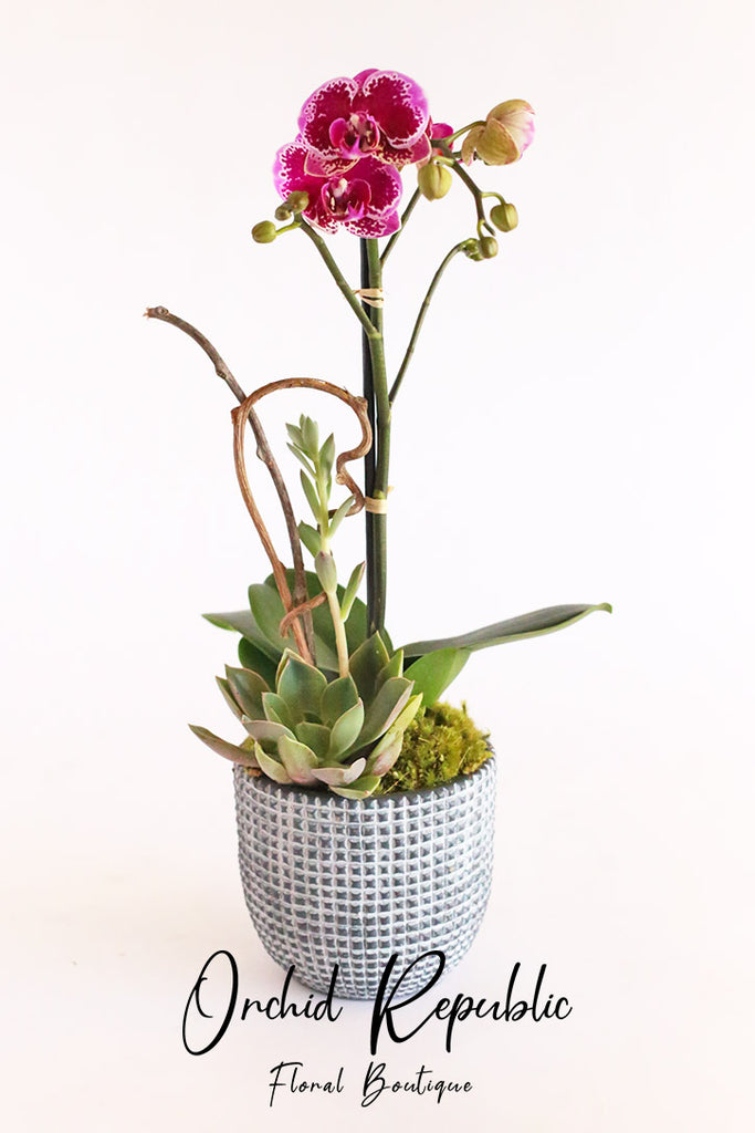 Pink Serenity Orchids