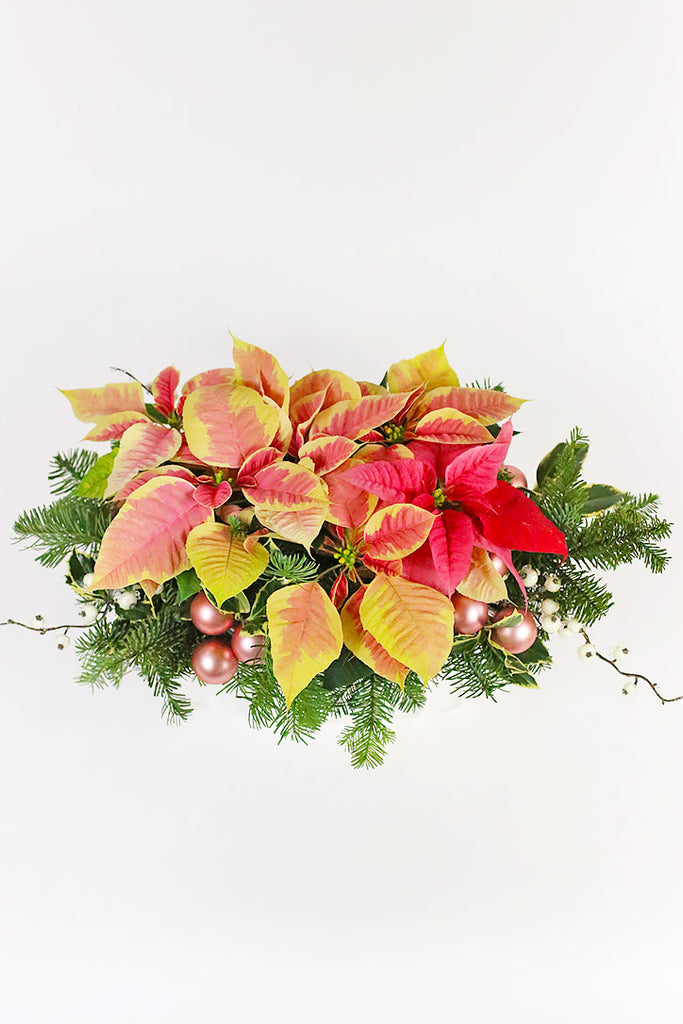 Poinsettia Beauty