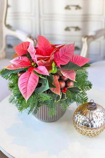 Poinsettia Charm