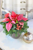 Poinsettia Charm