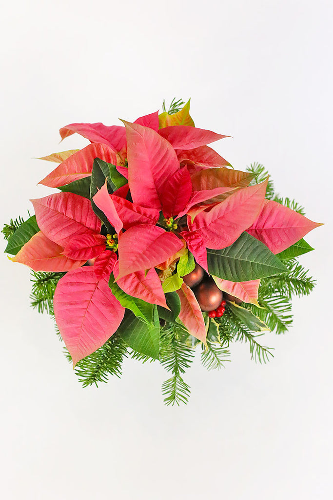 Poinsettia Charm