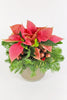 Poinsettia Charm