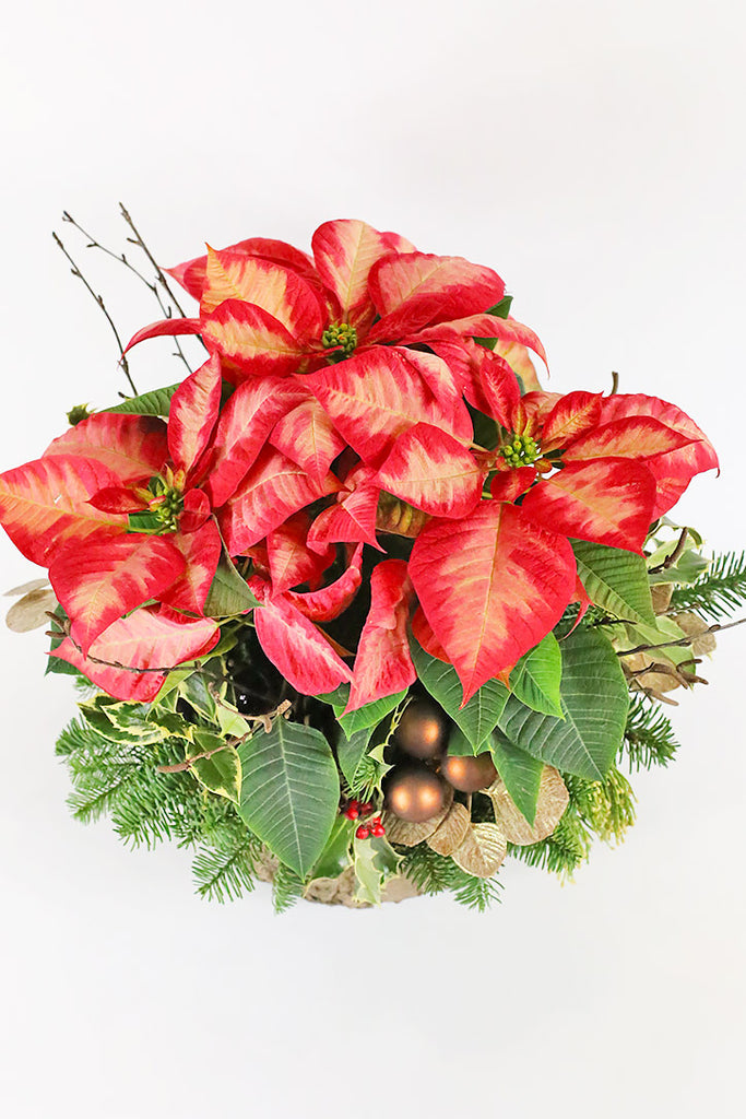 Poinsettia Lover