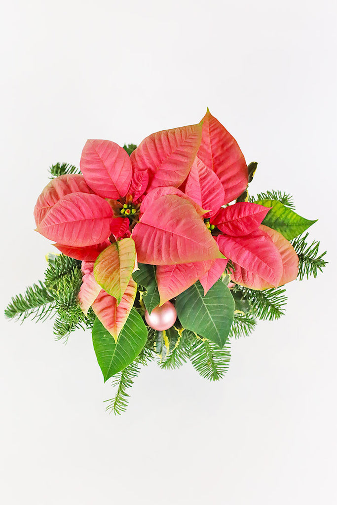 Poinsettia Party