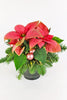 Poinsettia Party