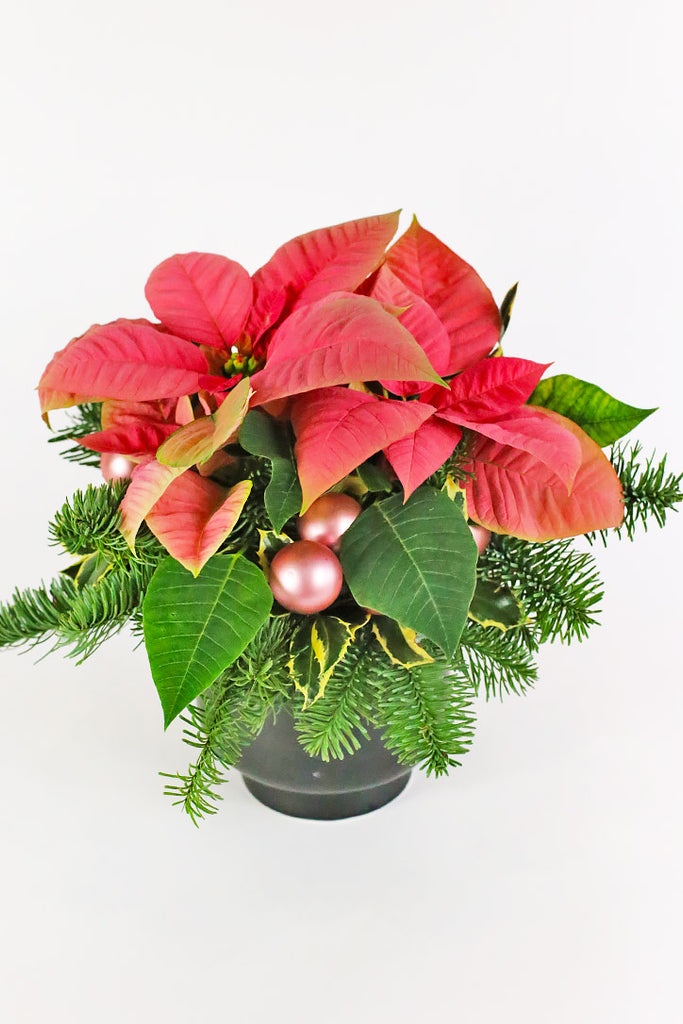 Poinsettia Party
